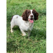 Aoife Detection Dog